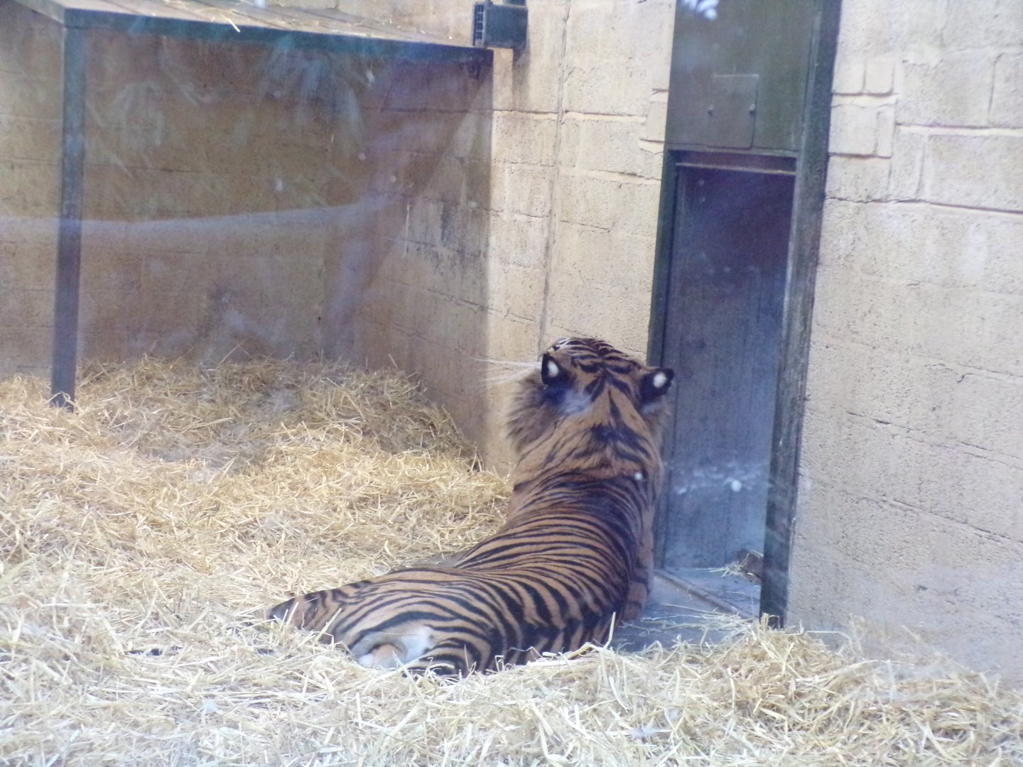 Sumatran tiger 1.1.24