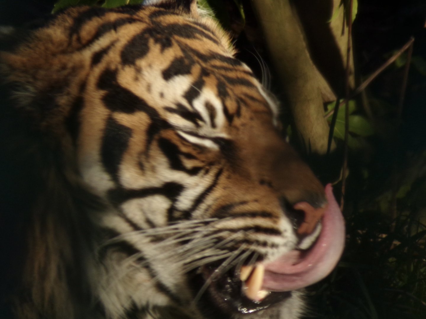 Sumatran tiger 1.3.25