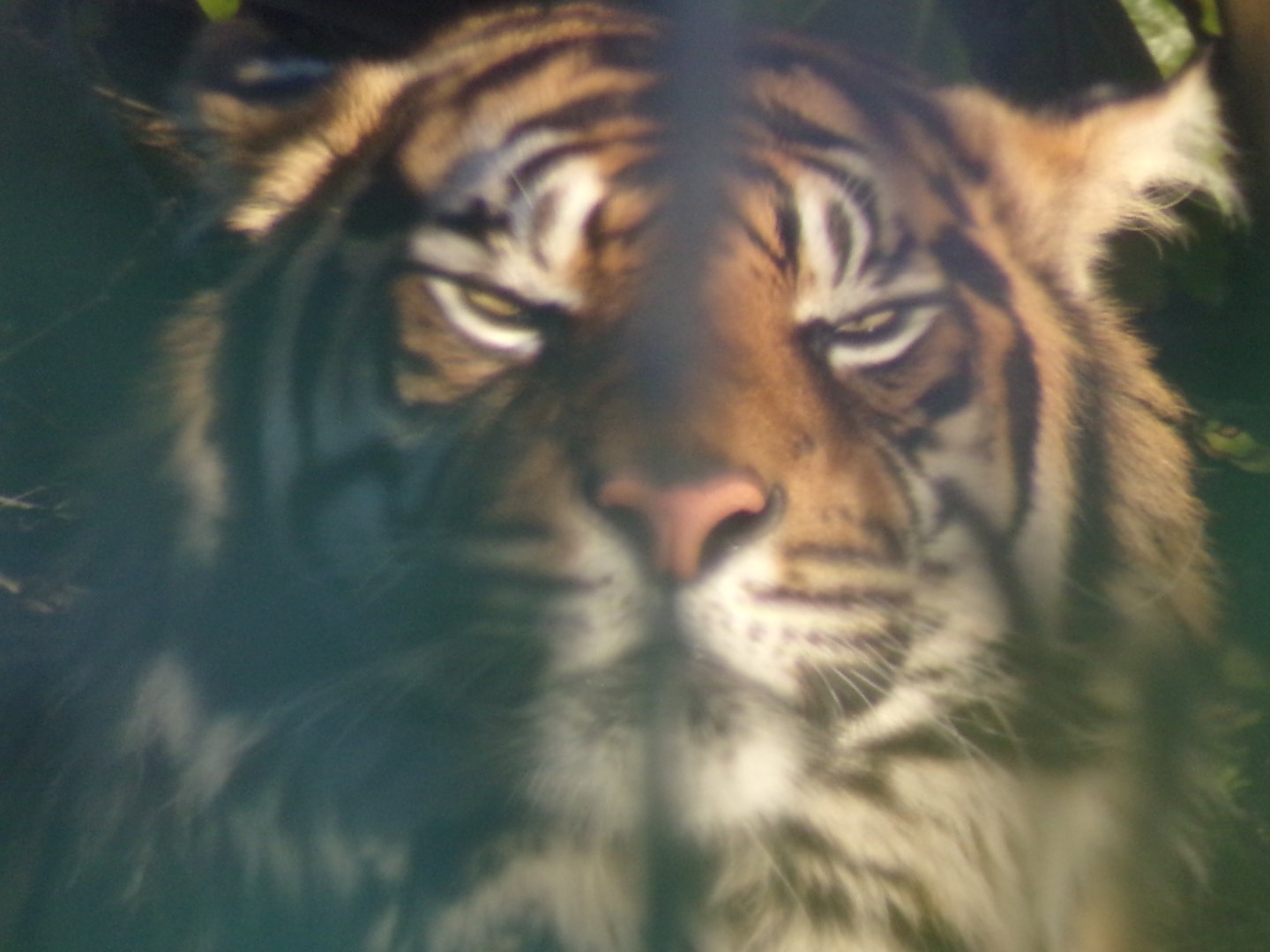 Sumatran tiger 1.3.25