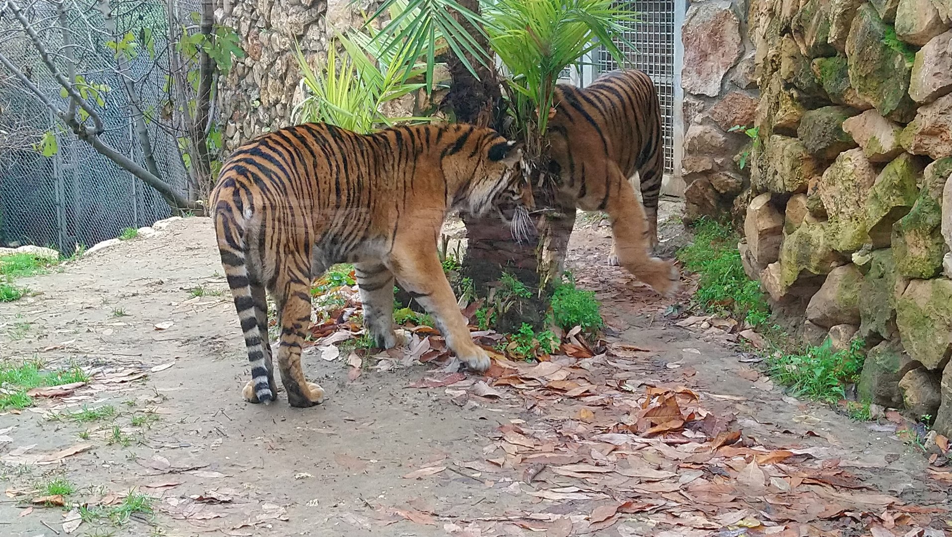 Sumatran Tiger 1