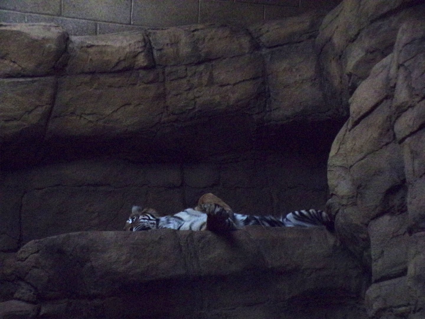 Sumatran tiger 11.2.25