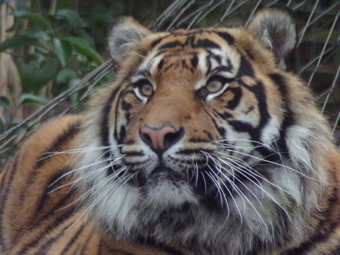 Sumatran tiger 11.2.25