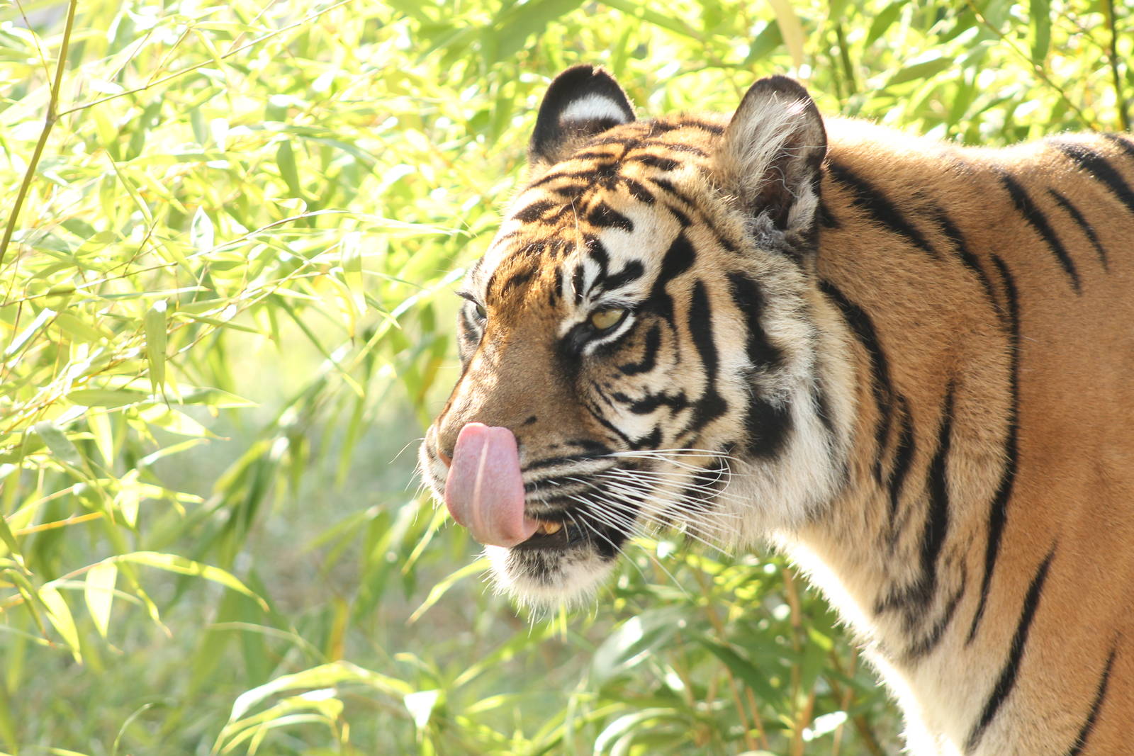 Sumatran Tiger - 11th September 2016