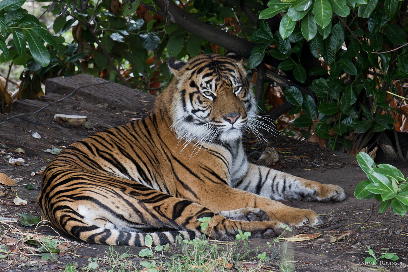 Sumatran Tiger - 12/10/2011