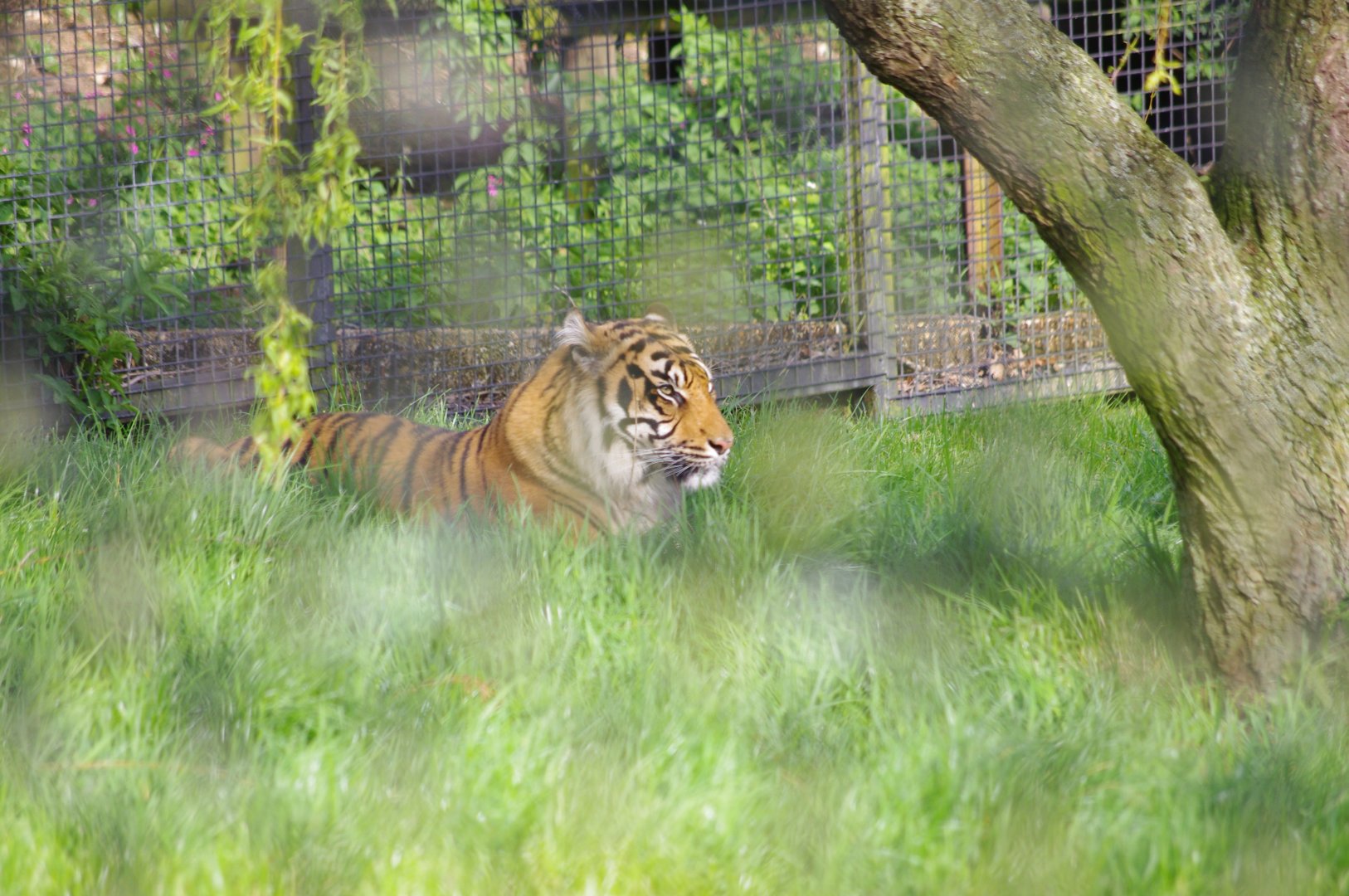 Sumatran Tiger- 12/4/2024