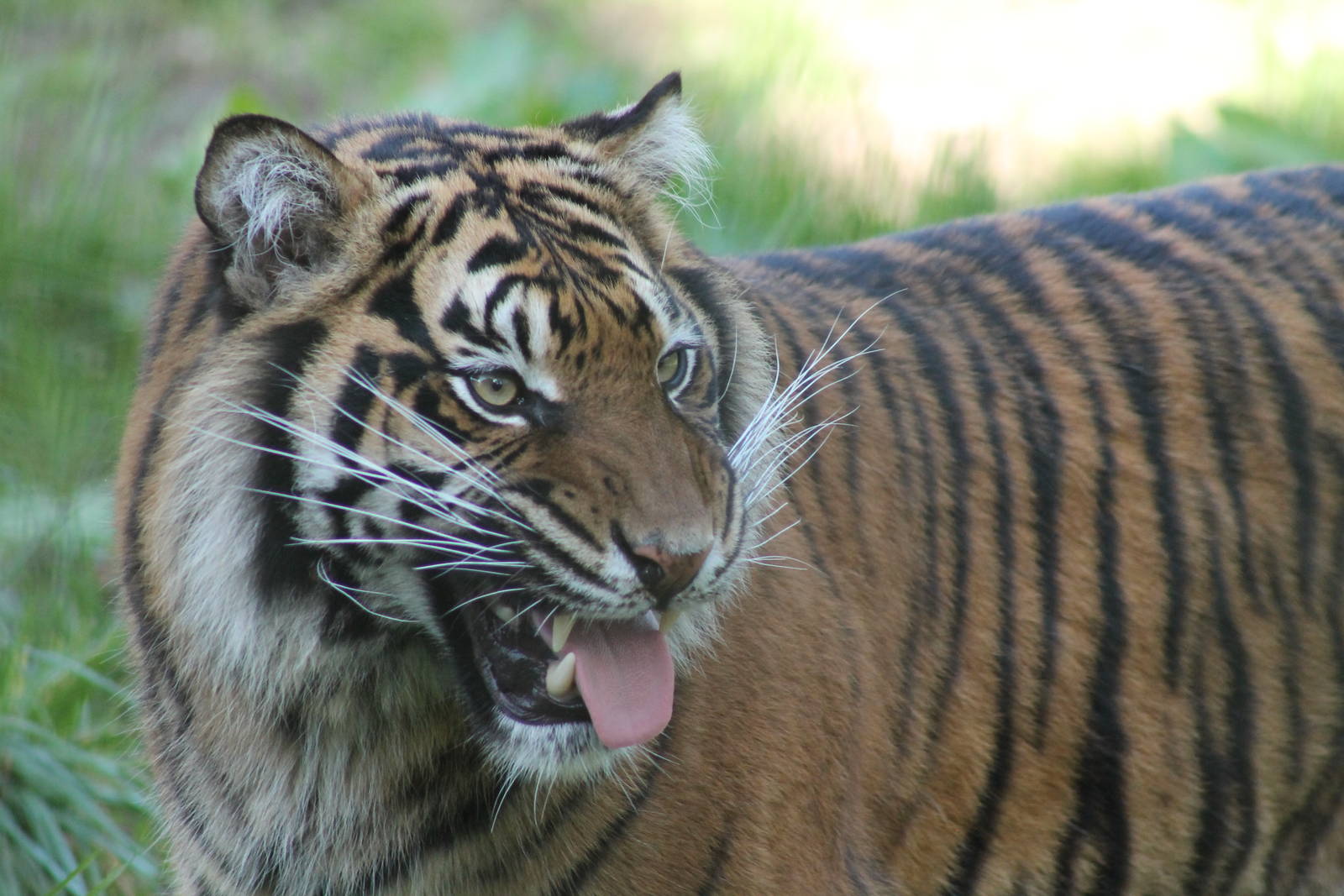 Sumatran Tiger - 14th April 2014