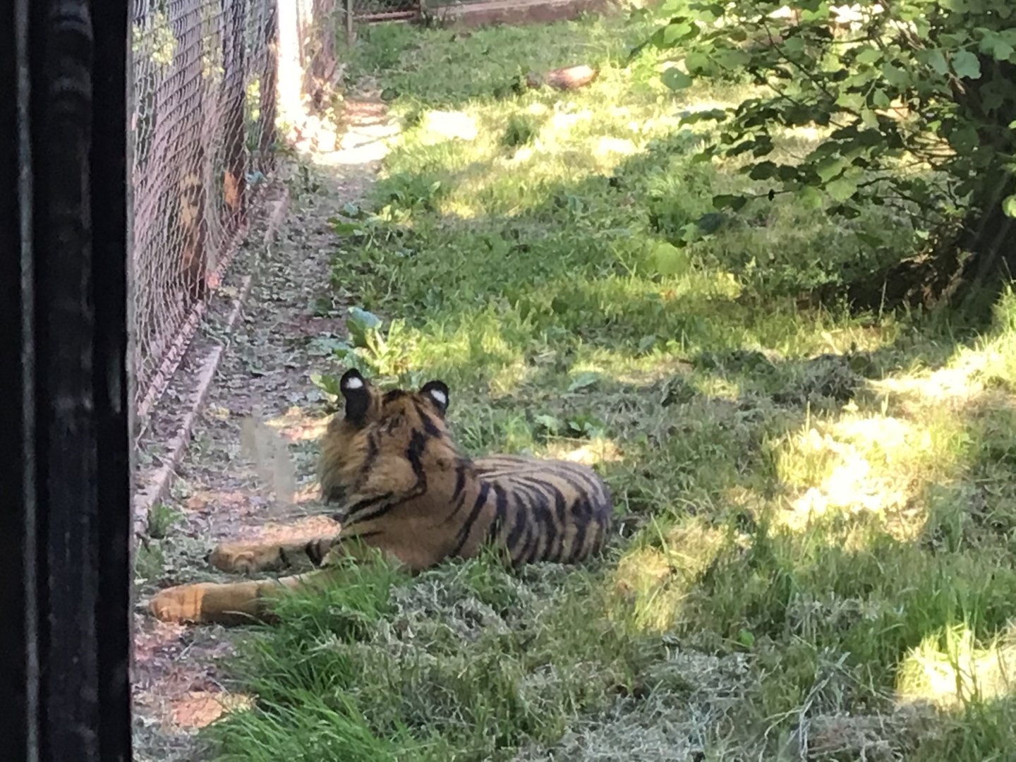 Sumatran Tiger 15th June 2021