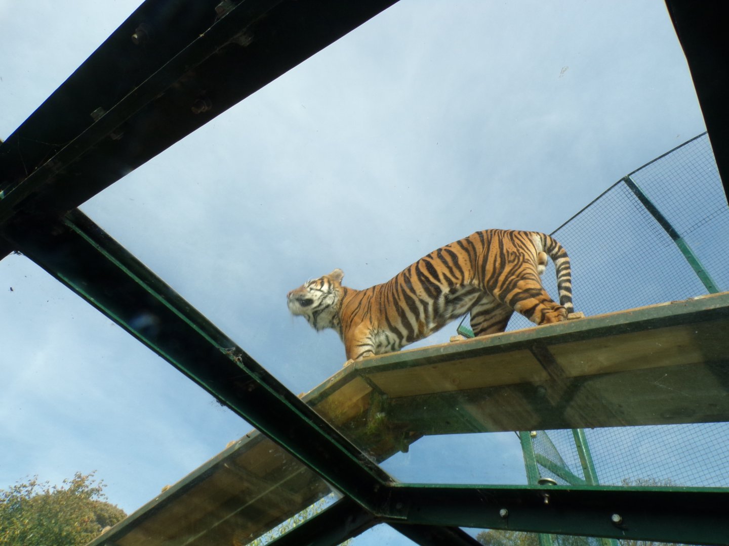 Sumatran tiger 16.9.24