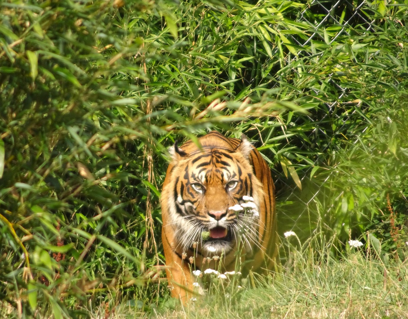 Sumatran Tiger 16 August 2025