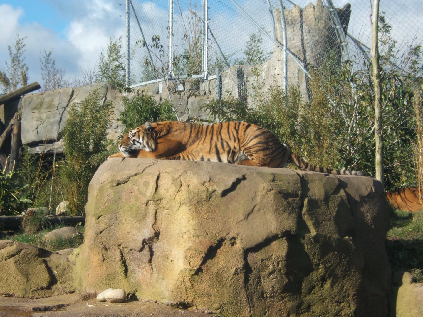 Sumatran Tiger 17/02/2018