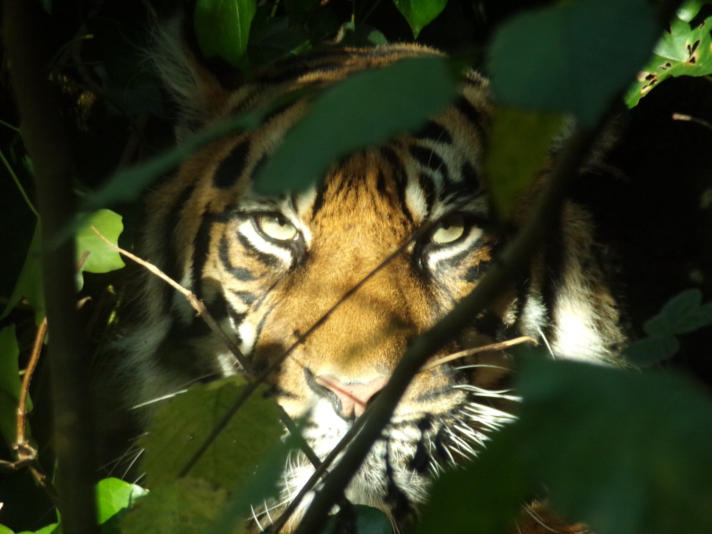 Sumatran tiger 17.10.24