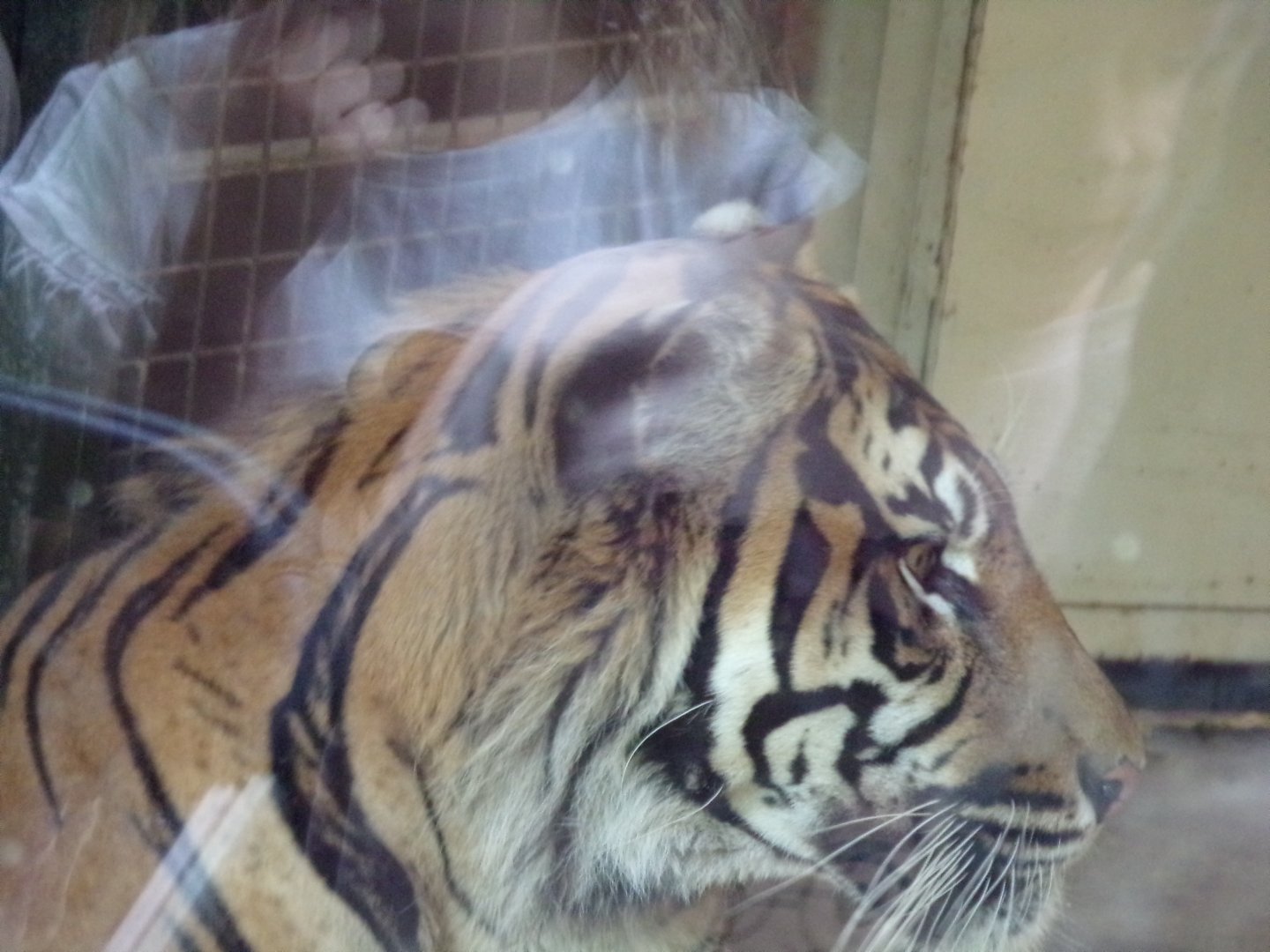 Sumatran tiger 17.7.23