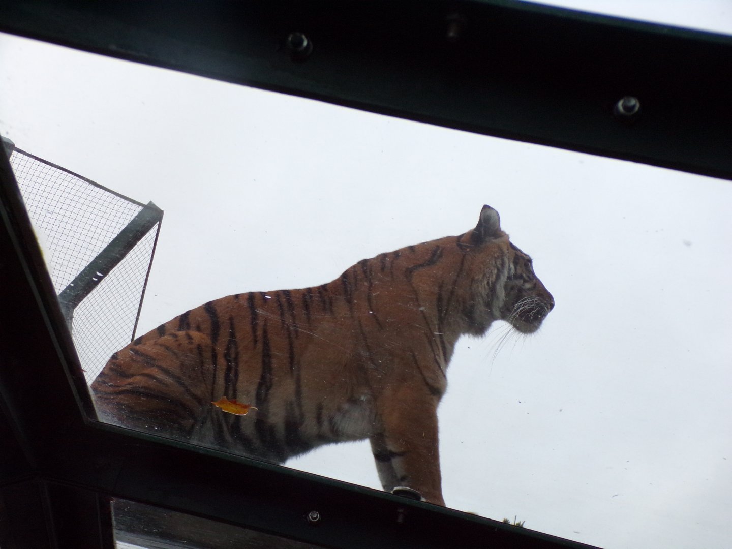 Sumatran tiger 19.11.23