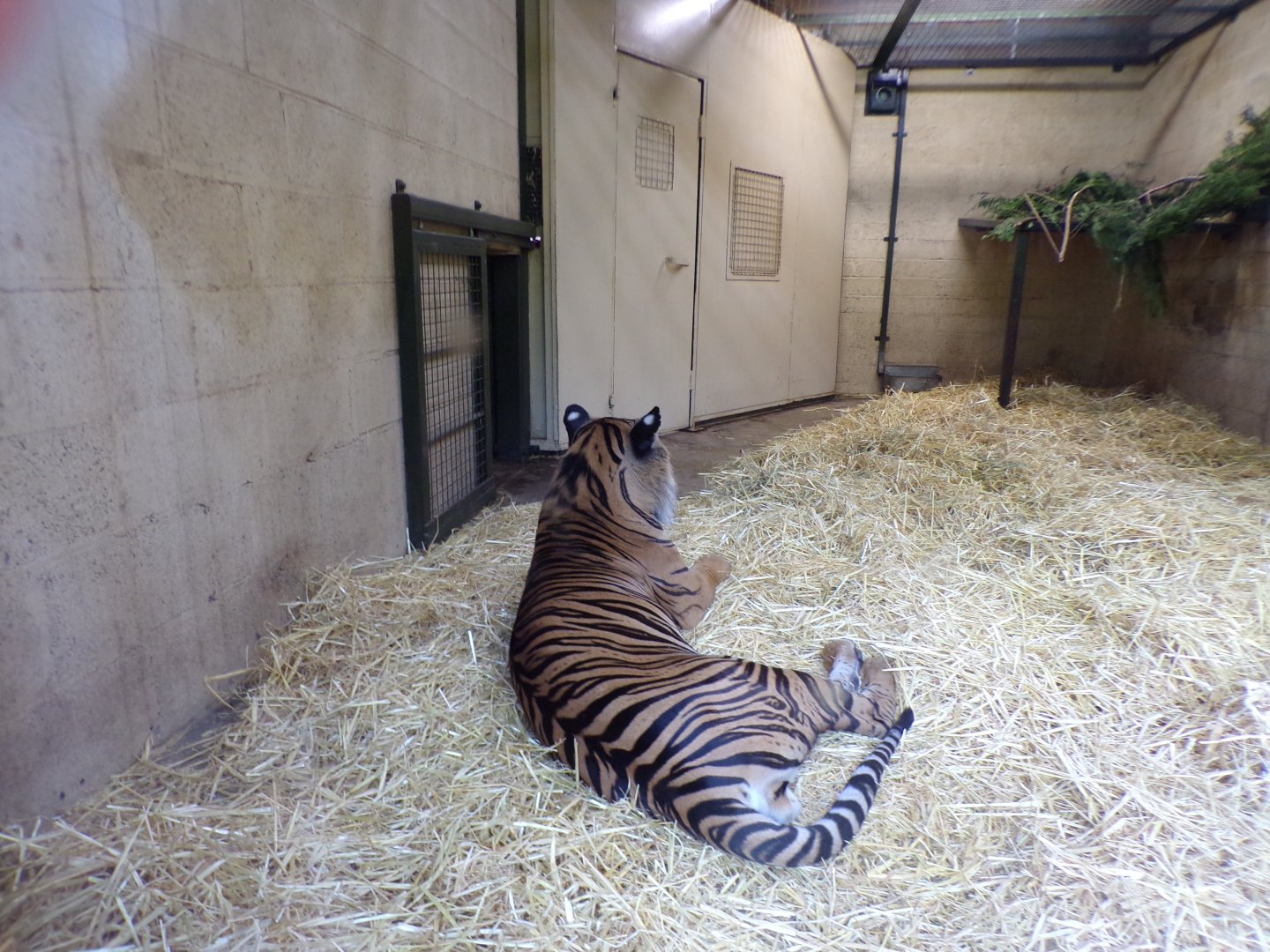 Sumatran tiger 19.7.23