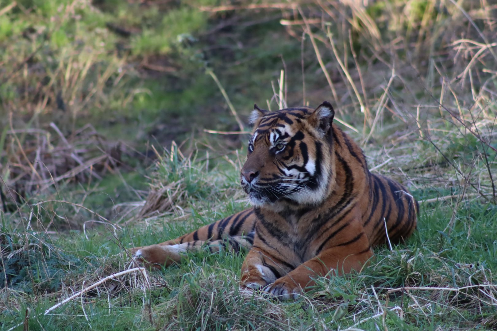 Sumatran Tiger - 19 January 2020