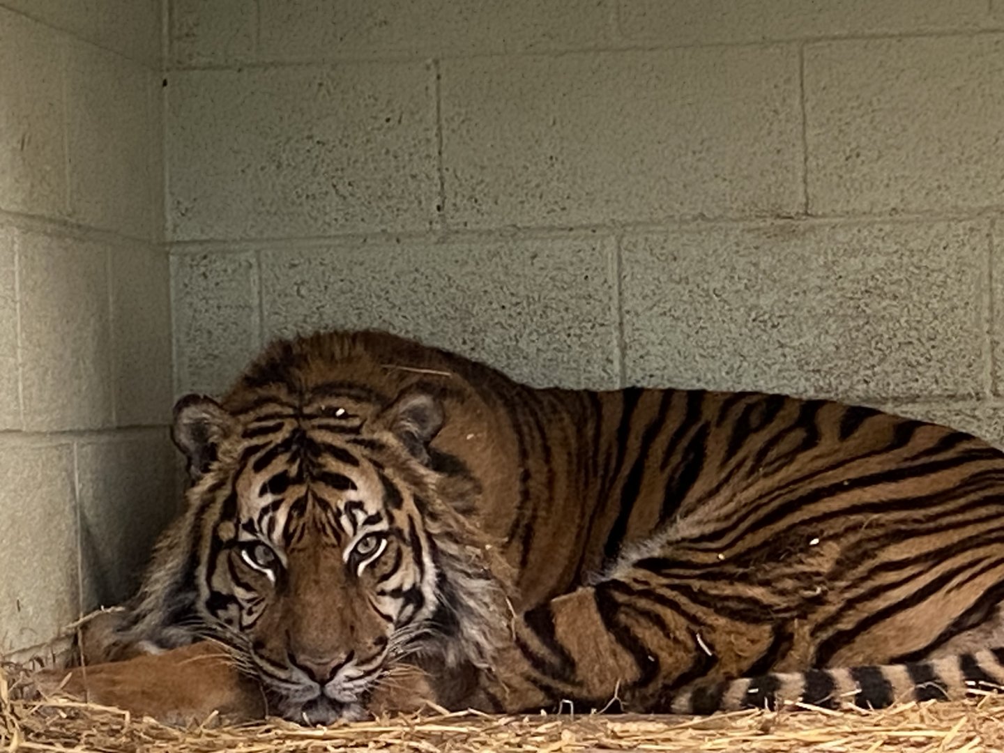 Sumatran tiger 190325