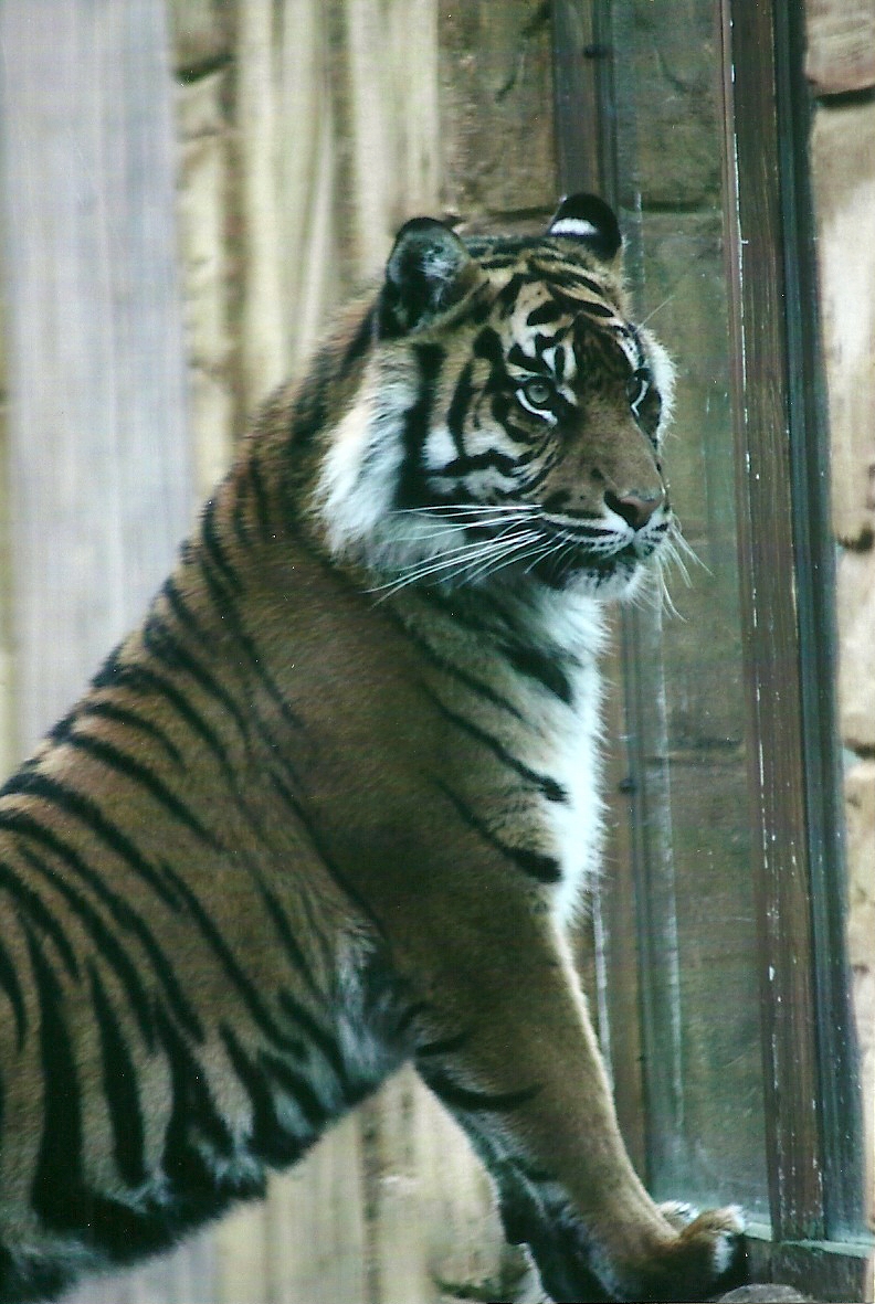 Sumatran Tiger 1st November 2012