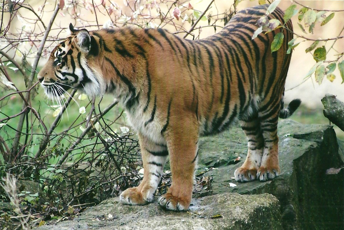 Sumatran Tiger 1st November 2012