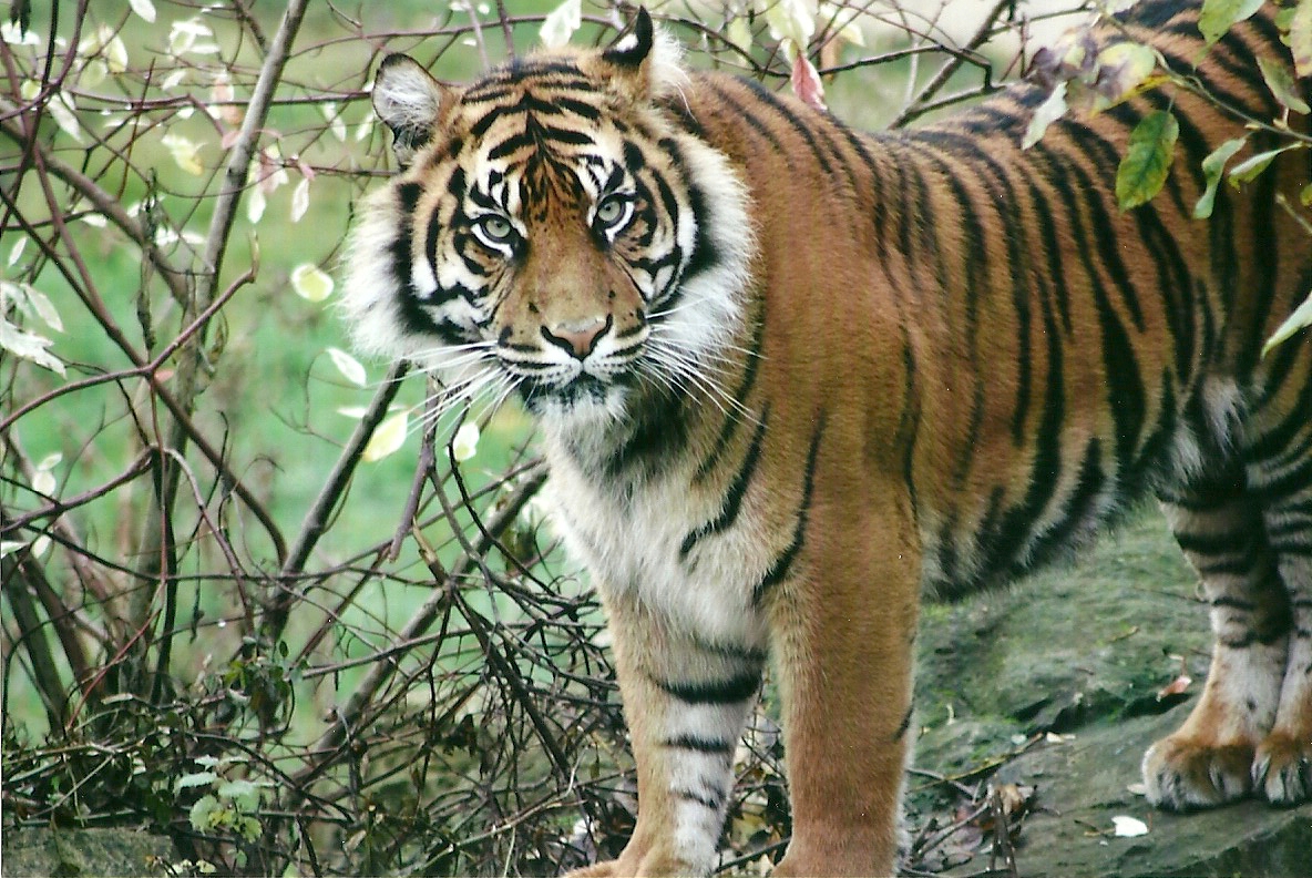 Sumatran Tiger 1st November 2012