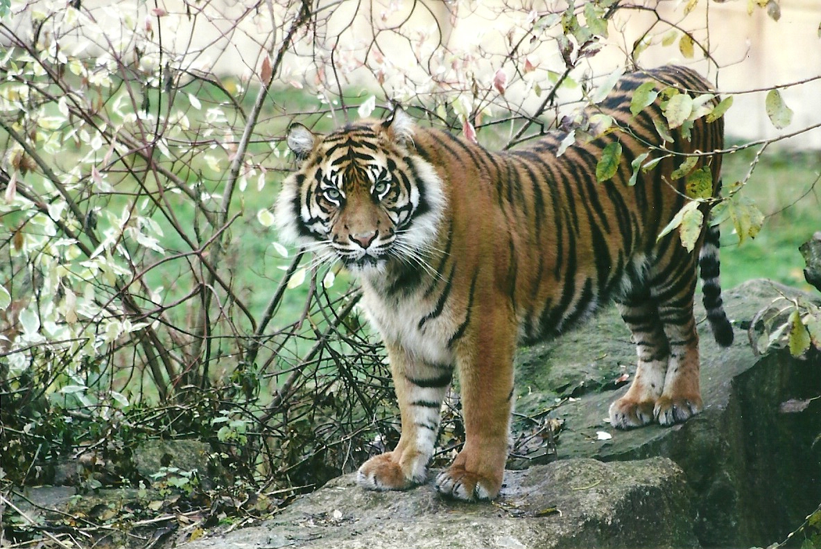 Sumatran Tiger 1st November 2012