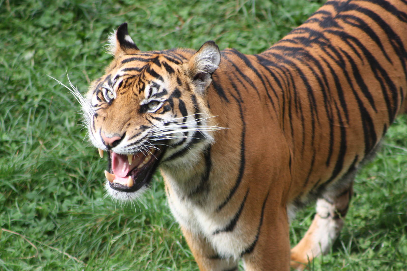 Sumatran Tiger, 1st September 2014