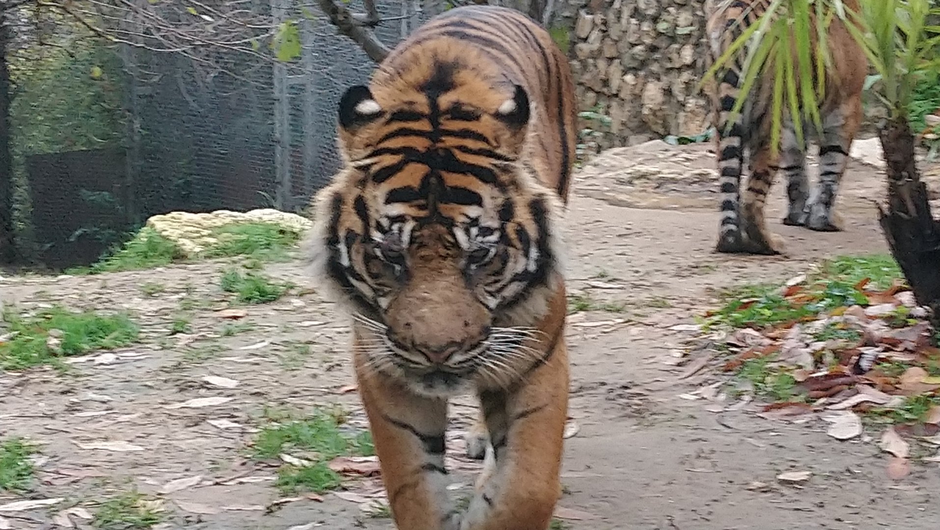 Sumatran Tiger 2