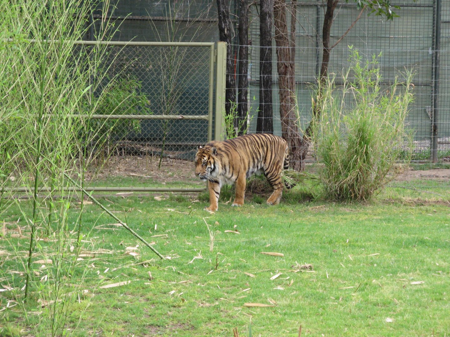 Sumatran Tiger (2009)