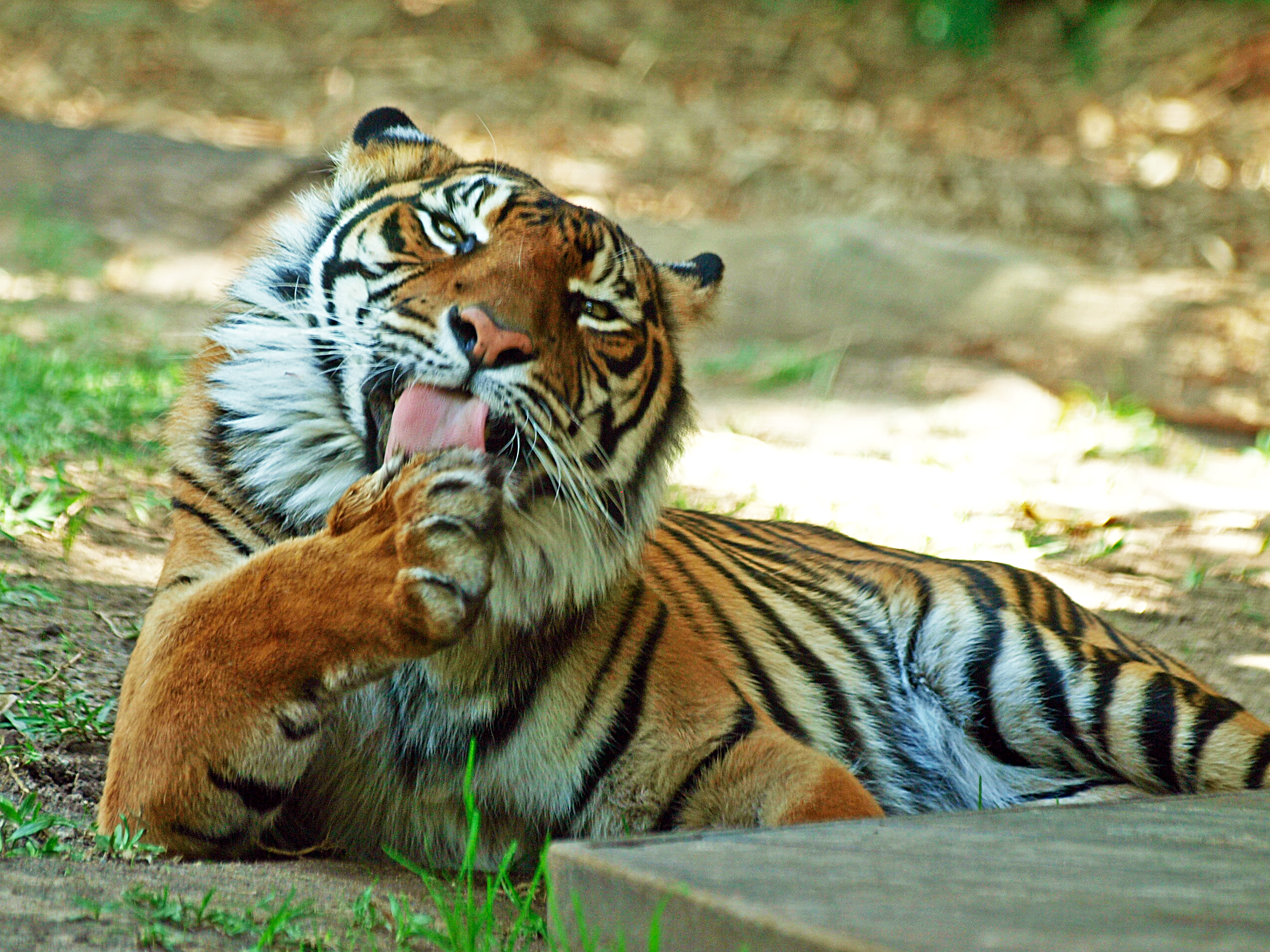 Sumatran tiger, 2018