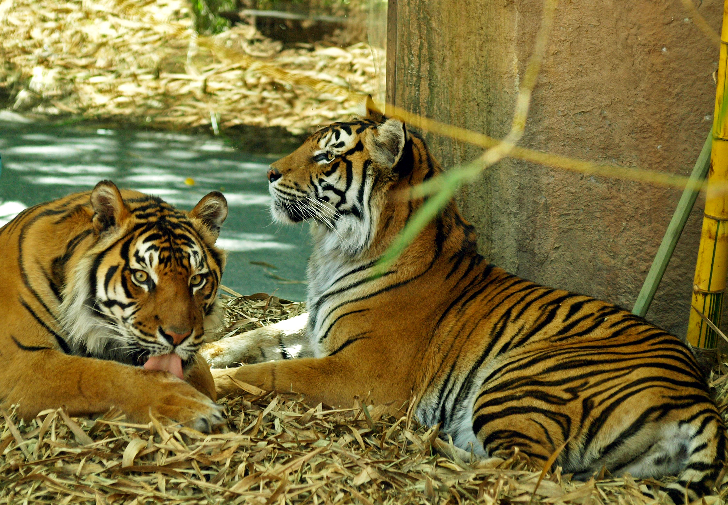 Sumatran tiger, 2018