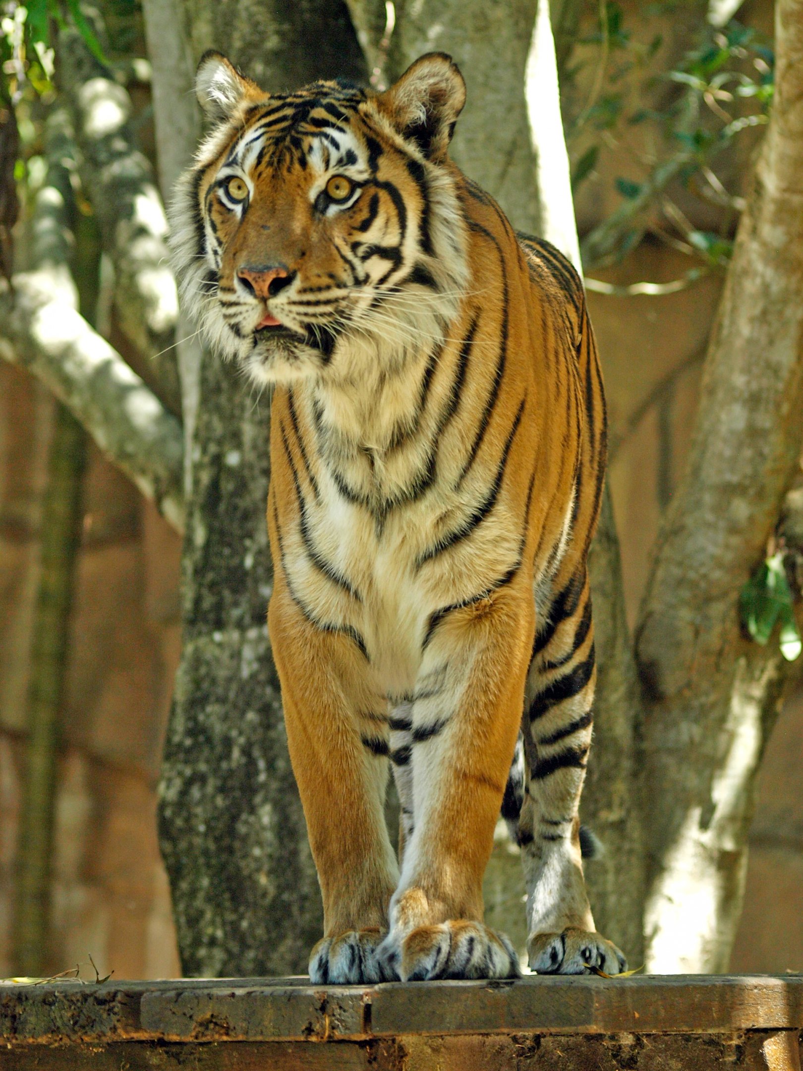 Sumatran tiger, 2018