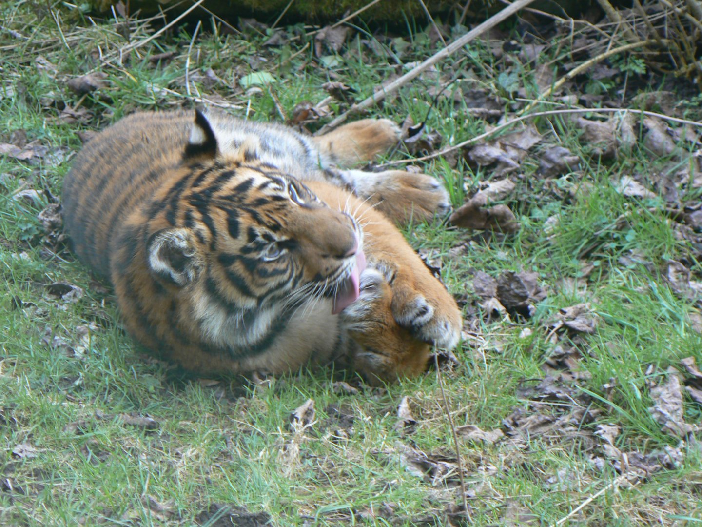 Sumatran Tiger - 21 March 2018
