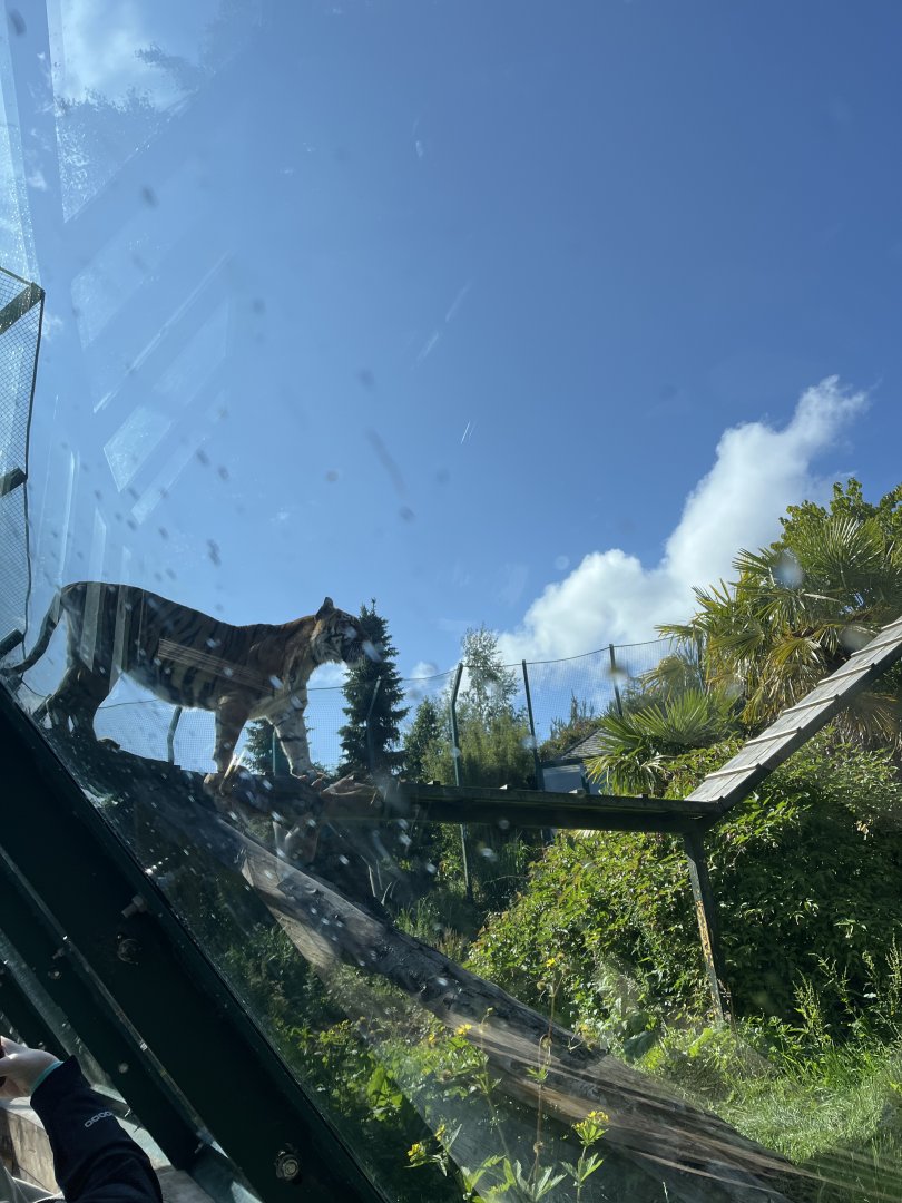 Sumatran tiger 22.6.25