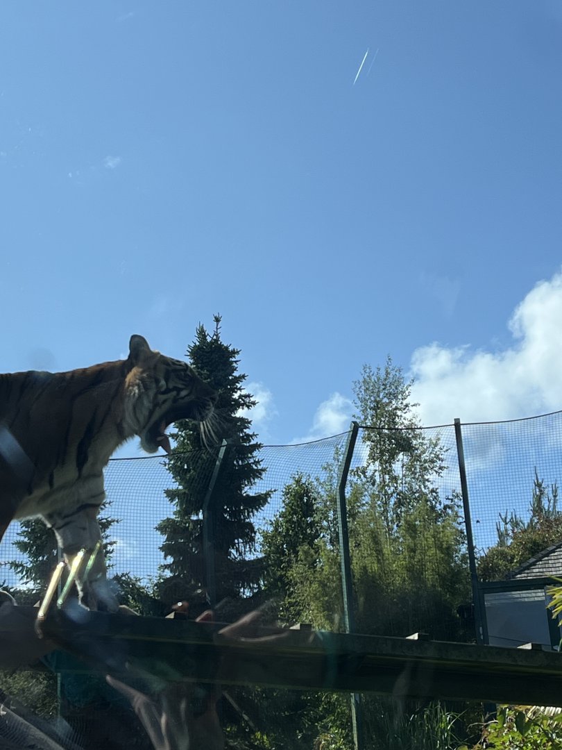 Sumatran tiger 22.6.25