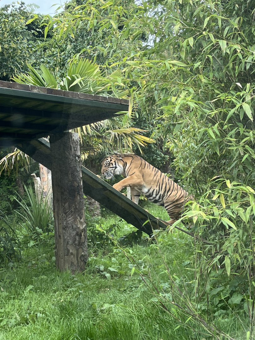 Sumatran tiger 22.7.24