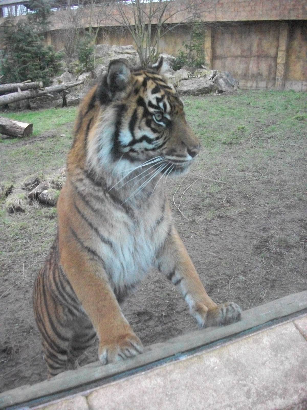 Sumatran Tiger 22nd February 2013