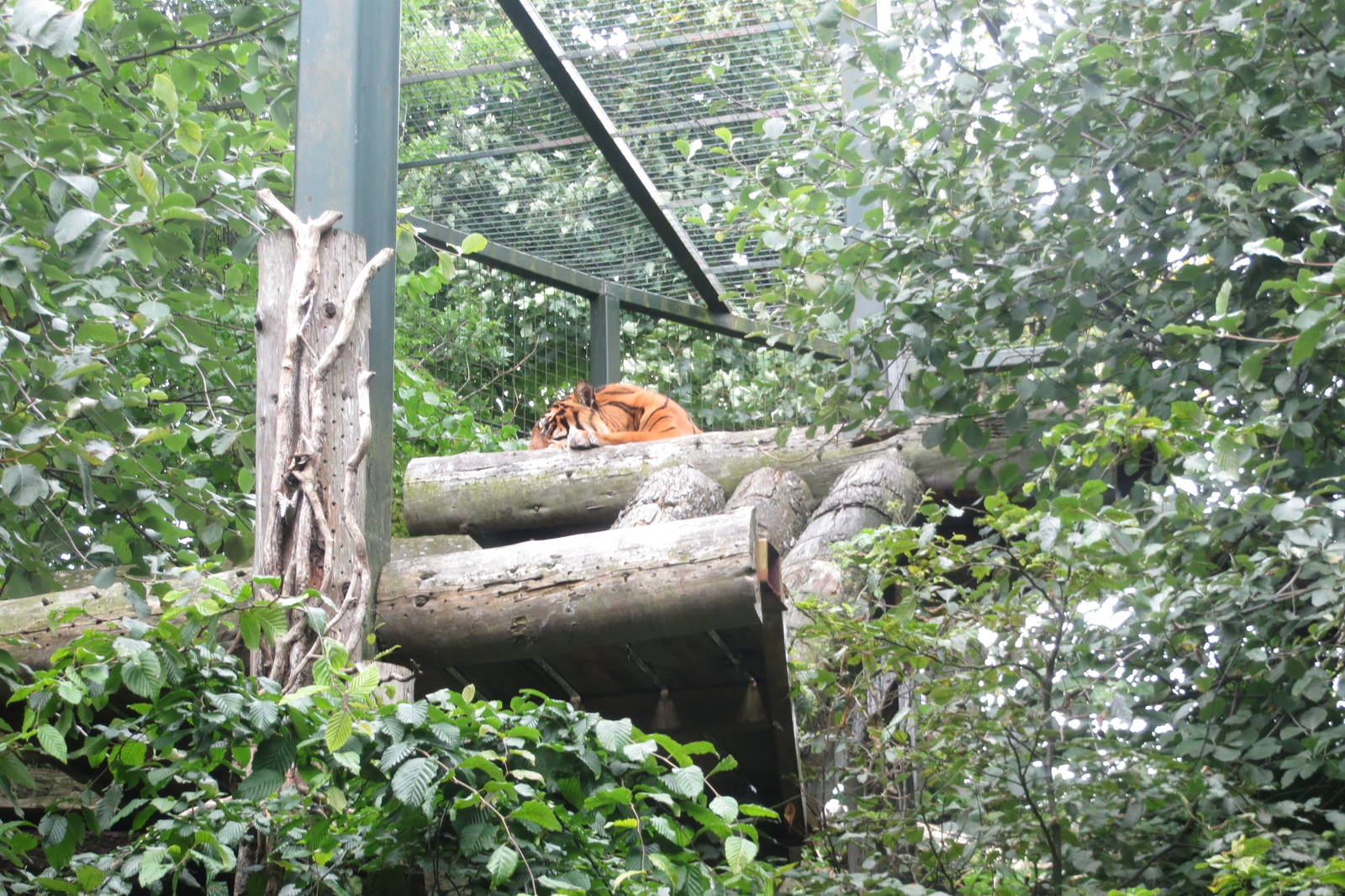 Sumatran Tiger 240815