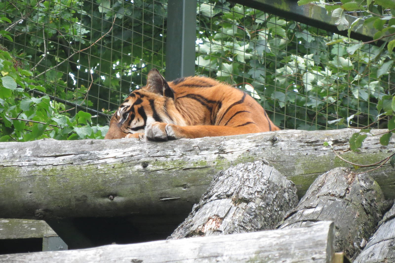 Sumatran Tiger 240815