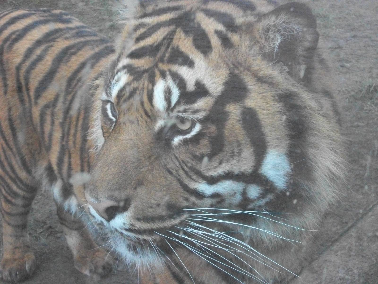 Sumatran Tiger 27th December 2012