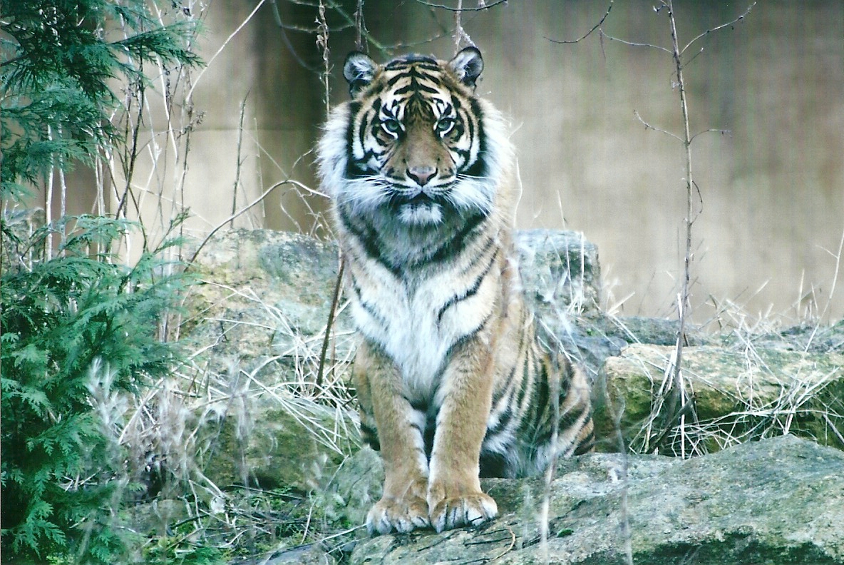 Sumatran Tiger 27th December 2012