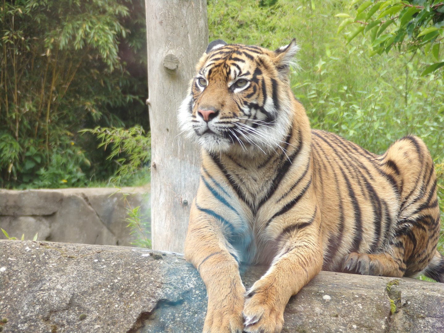 Sumatran tiger 29.6.24