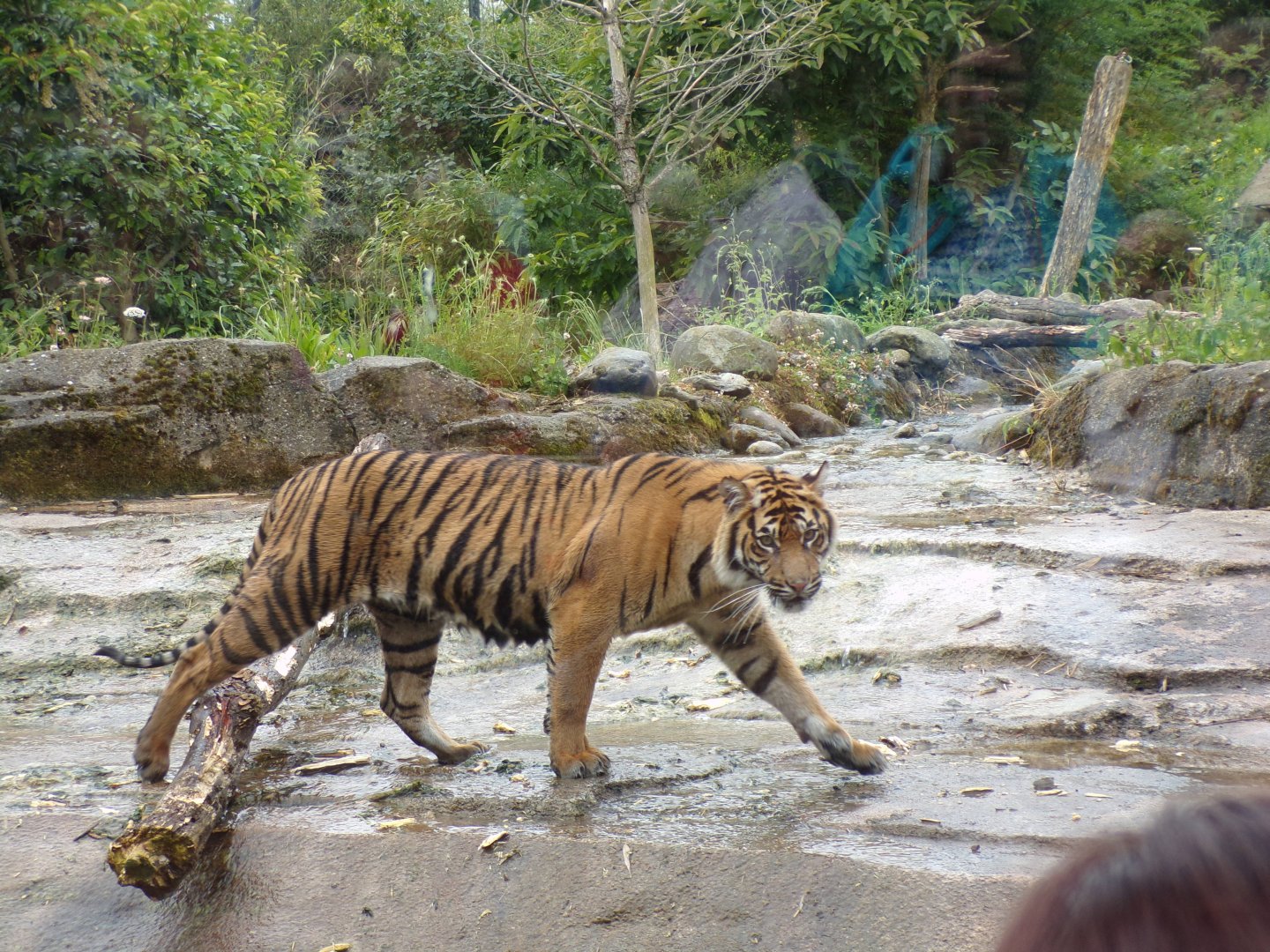 Sumatran tiger 29.6.24