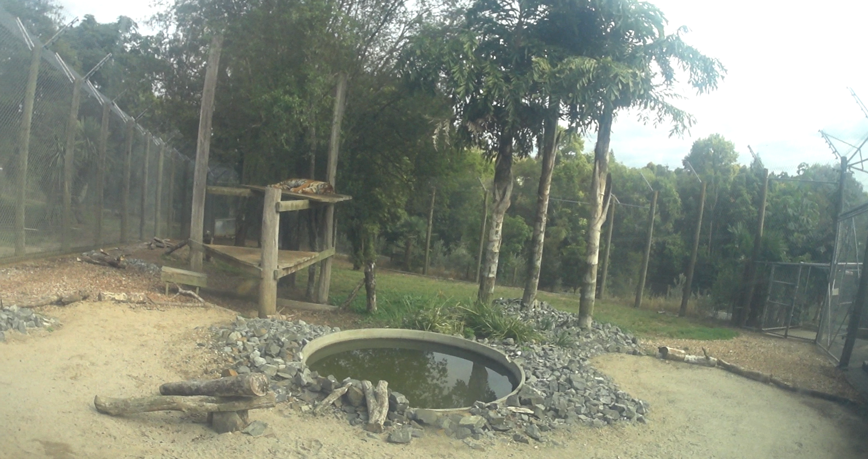 Sumatran Tiger 2nd Enclosuure