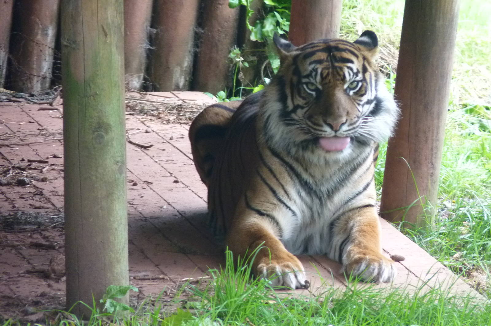 Sumatran Tiger, 3 October 2012