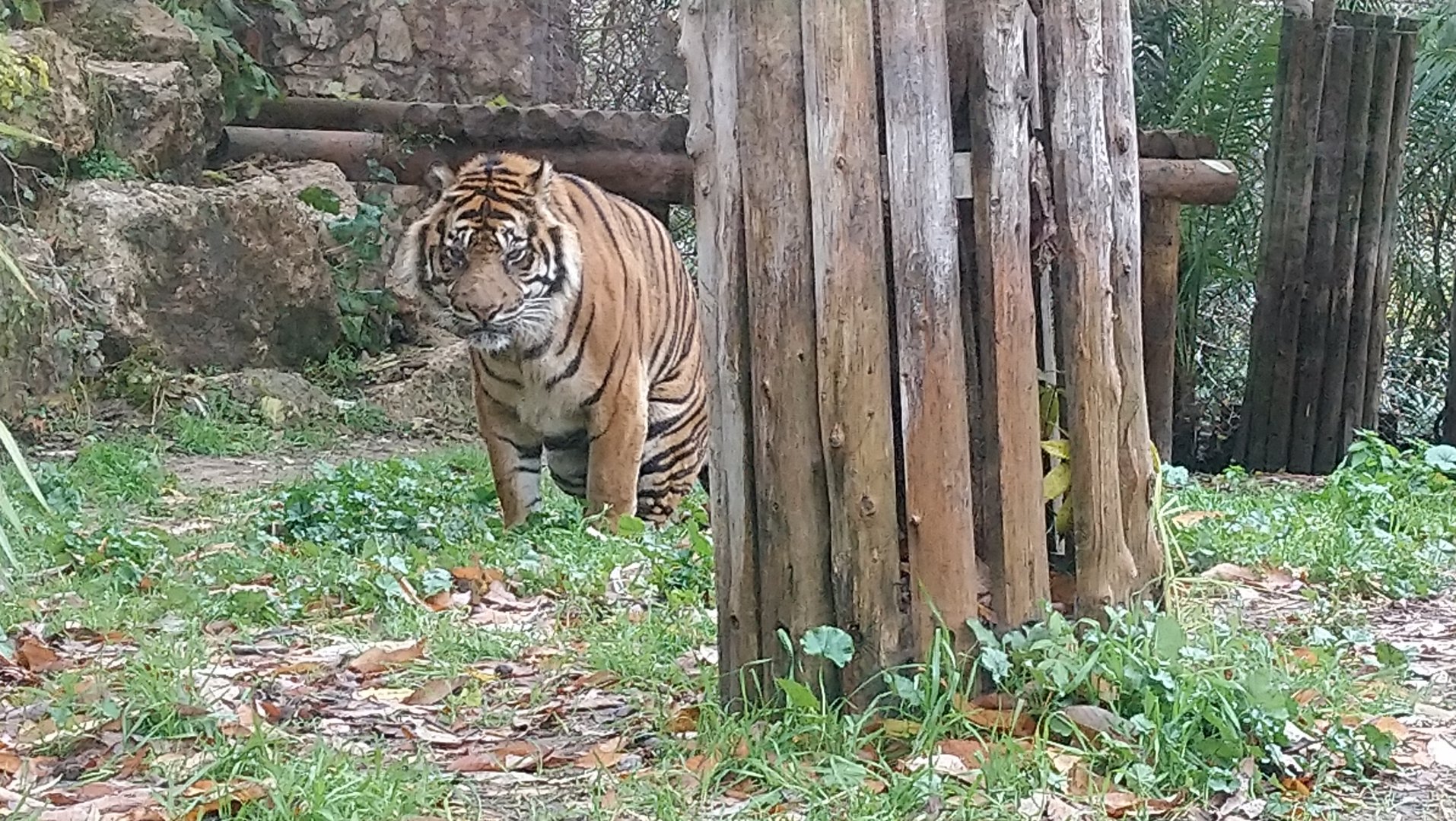 Sumatran Tiger 3