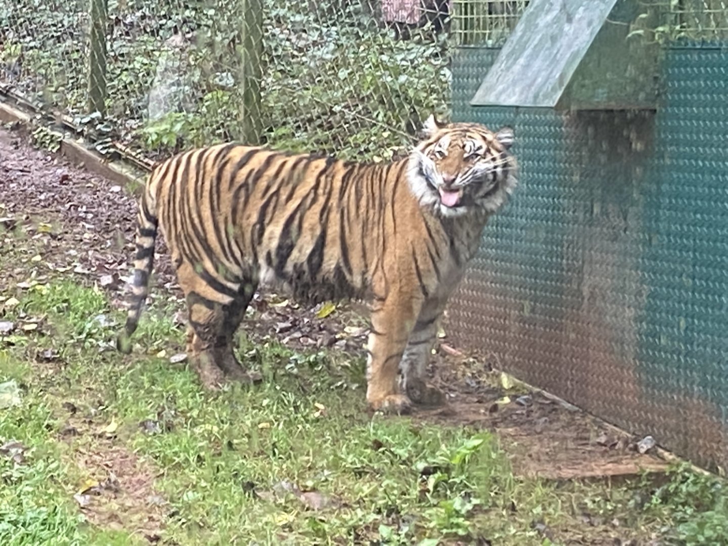 Sumatran tiger 301221