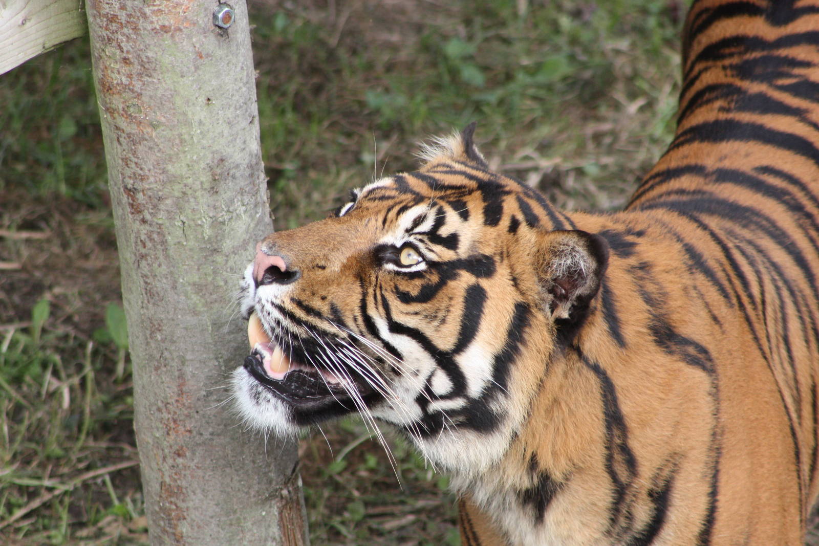 Sumatran Tiger, 30th September 2014