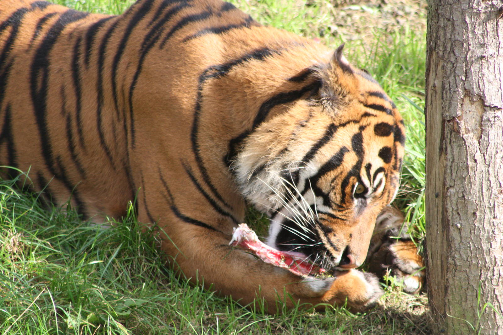 Sumatran Tiger, 30th September 2014