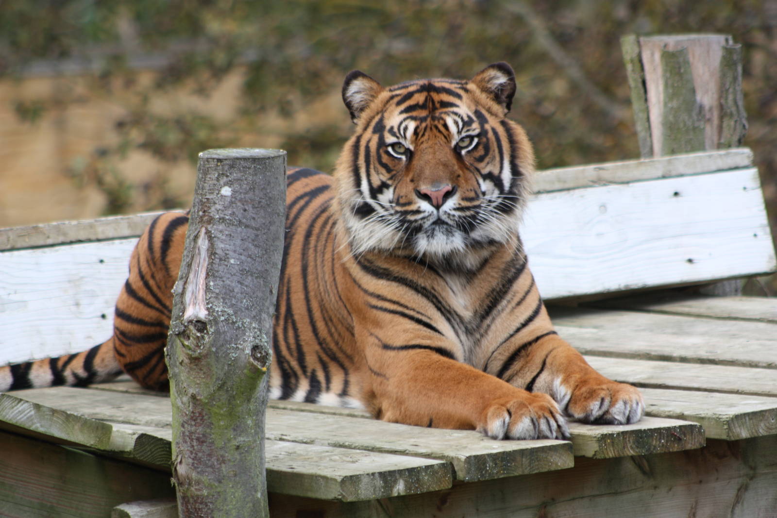 Sumatran Tiger, 30th September 2014