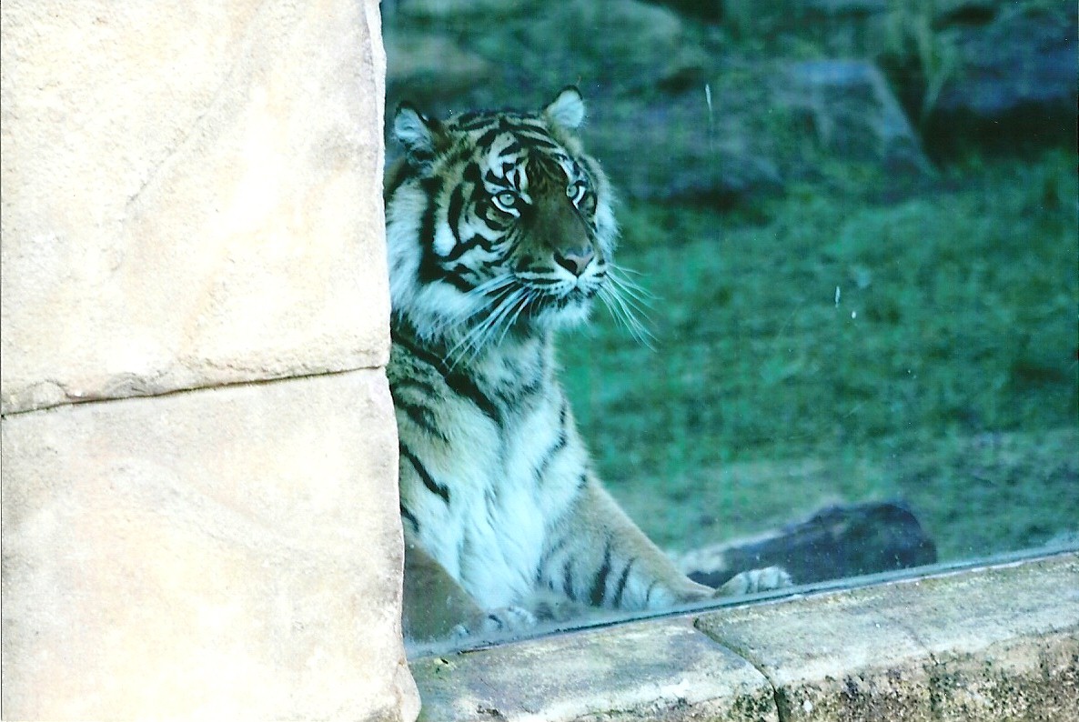 Sumatran Tiger 4th January 2013
