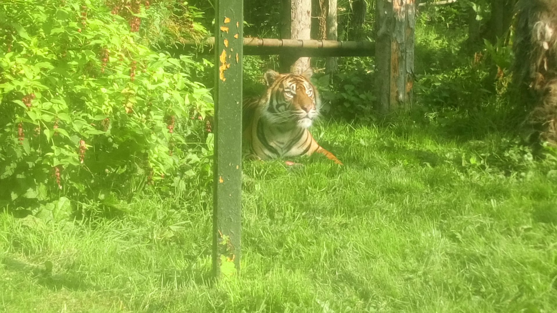 Sumatran Tiger 5/9/21